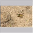 Cerceris quadricincta - Knotenwespe w002g 10mm - mit Ruesselkaefer - OS-Wallenhorst-Sandgrube-det.jpg